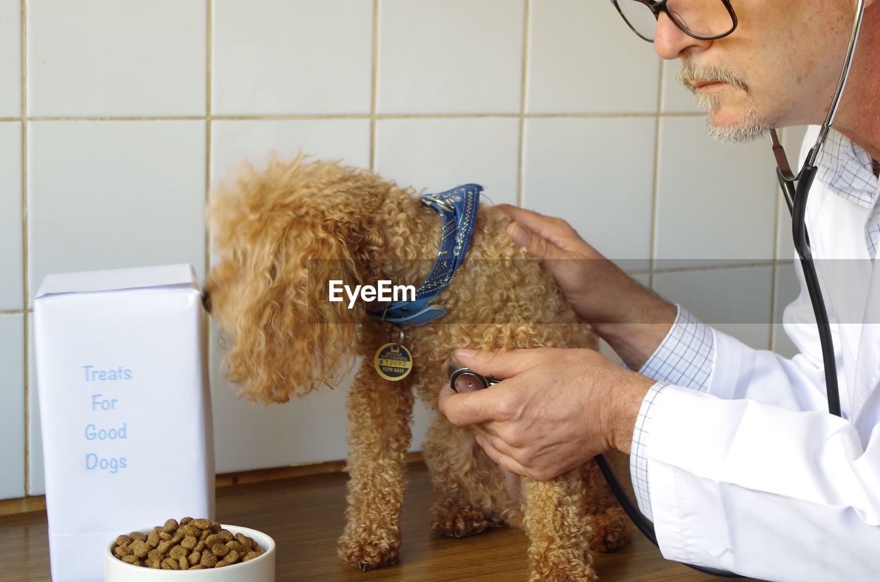 Close-up of vet examining poodle