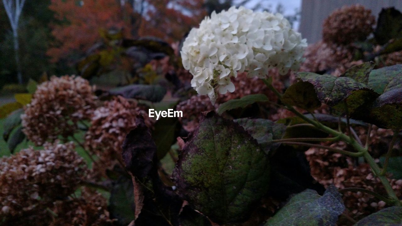 CLOSE-UP OF PLANTS AGAINST BLURRED BACKGROUND