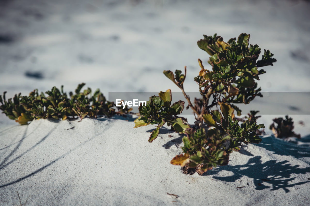 nature, plant, leaf, winter, snow, tree, no people, day, branch, land, beauty in nature, outdoors, environment, growth, cold temperature, flower, sunlight, sky, macro photography, coniferous tree, pinaceae, landscape, green, tranquility, focus on foreground, cloud