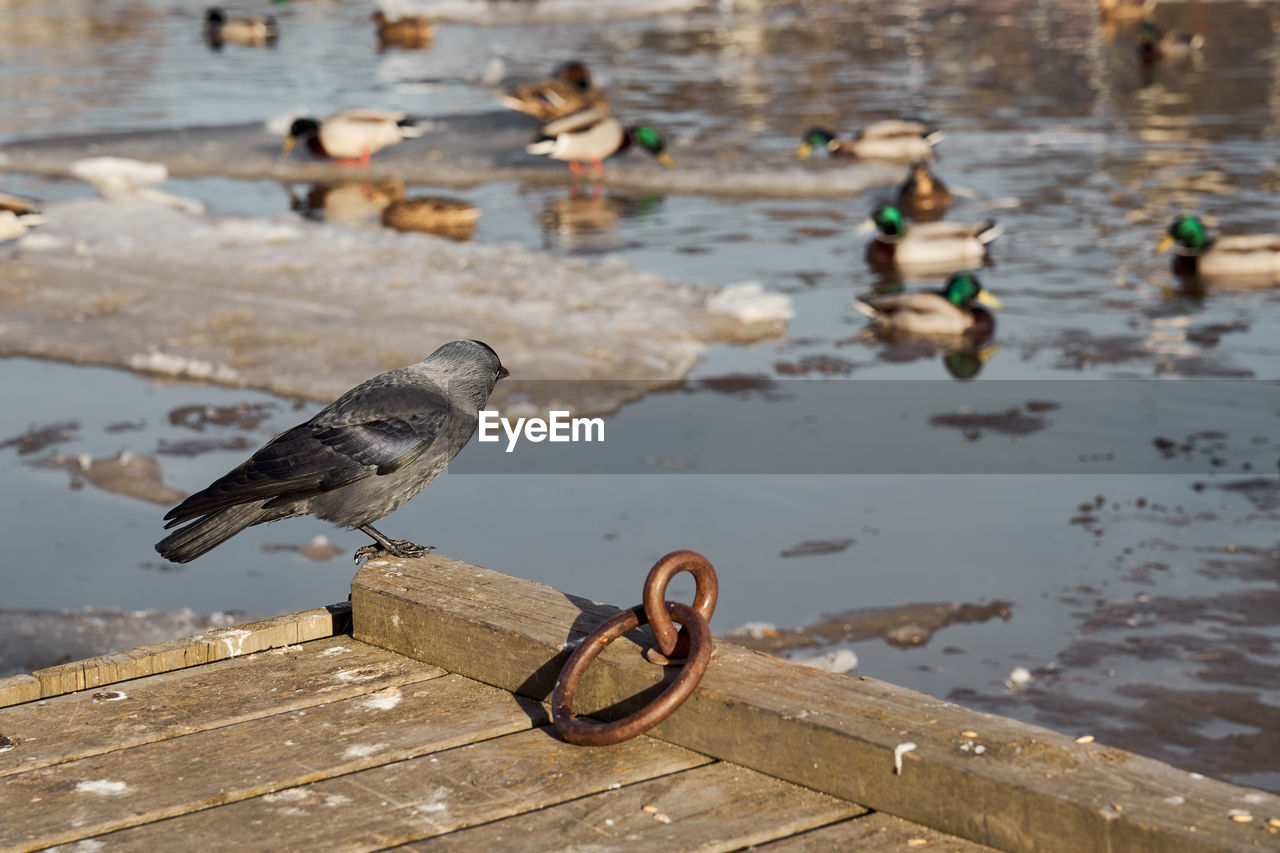 A black jackdaw looks at other birds from the bridge.