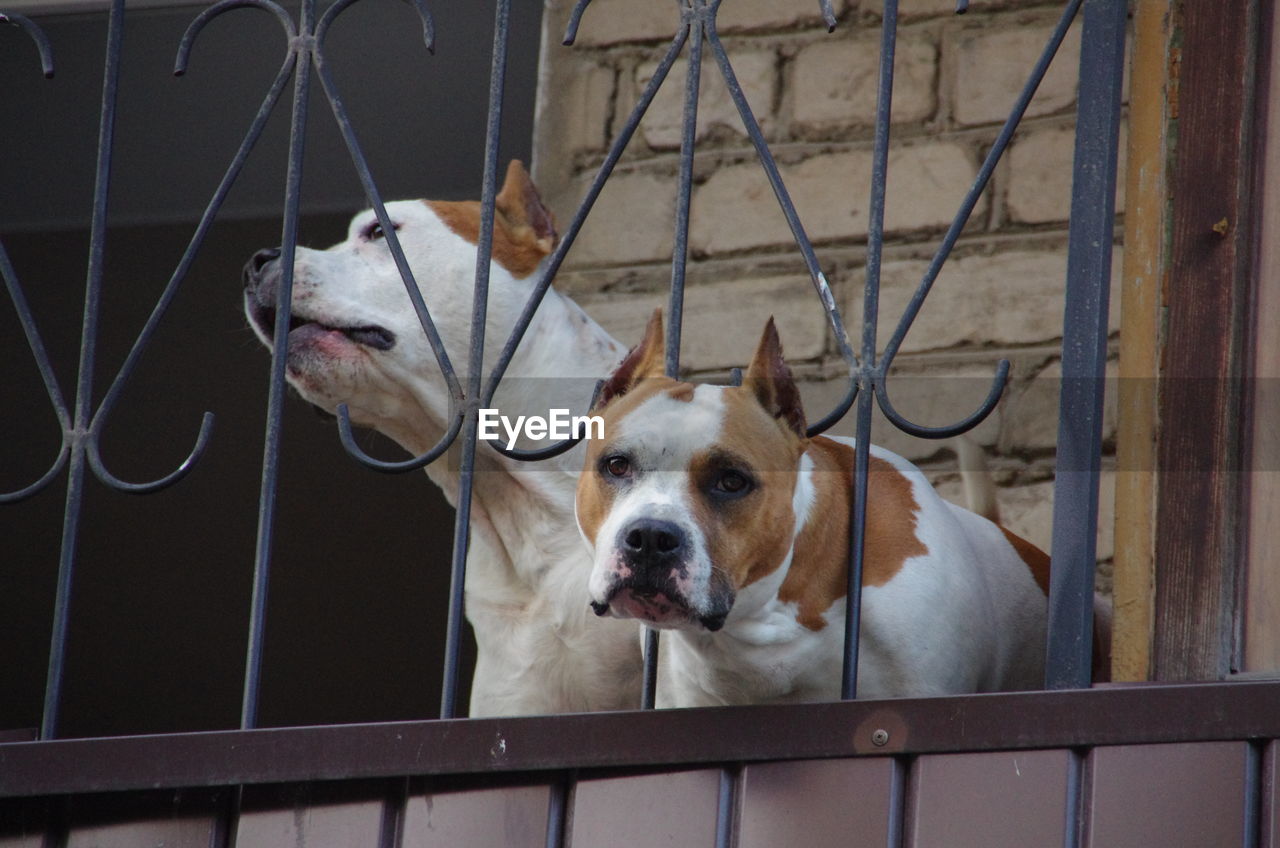 Two lonely bored pitbulls on a balcony, waiting for an owner to come home