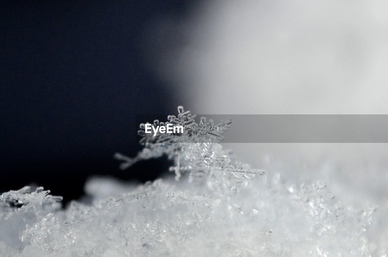 Close-up of snow flakes