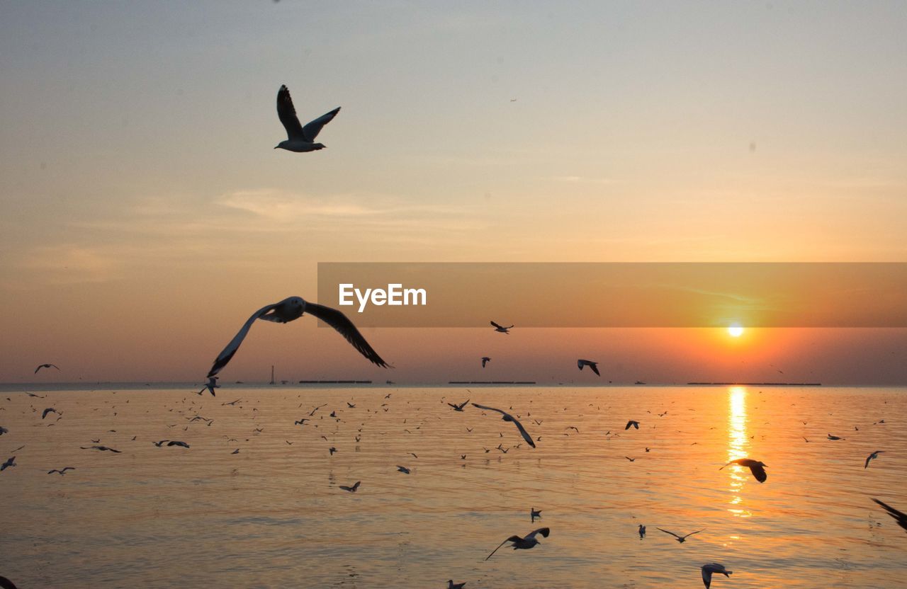 Seagulls flying over sea against sky during sunset