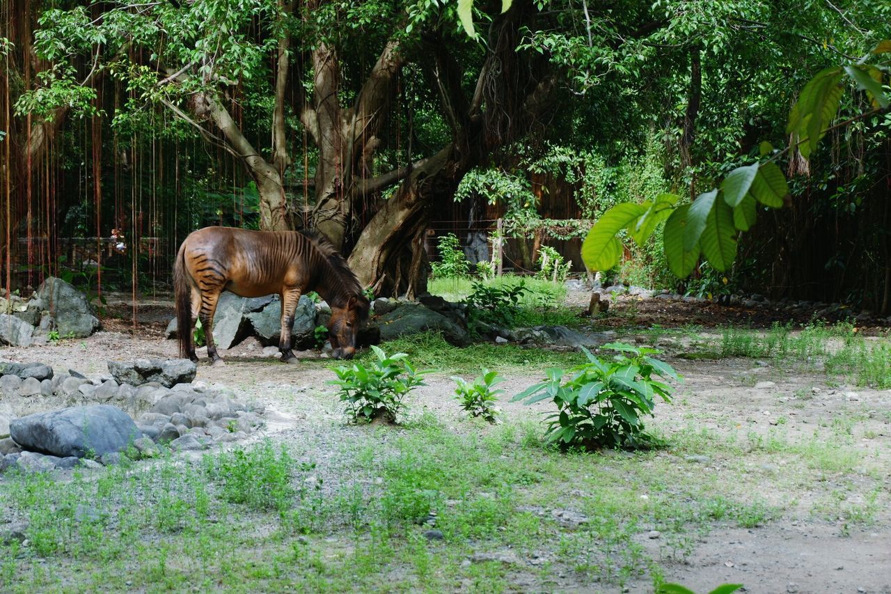 HORSES ON PLANTS