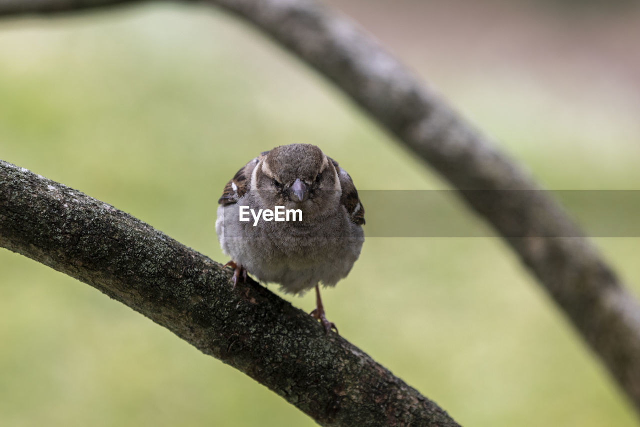 animal themes, animal, bird, animal wildlife, one animal, wildlife, nature, close-up, perching, beak, tree, branch, focus on foreground, plant, no people, sparrow, outdoors, full length, day, portrait, beauty in nature, looking at camera