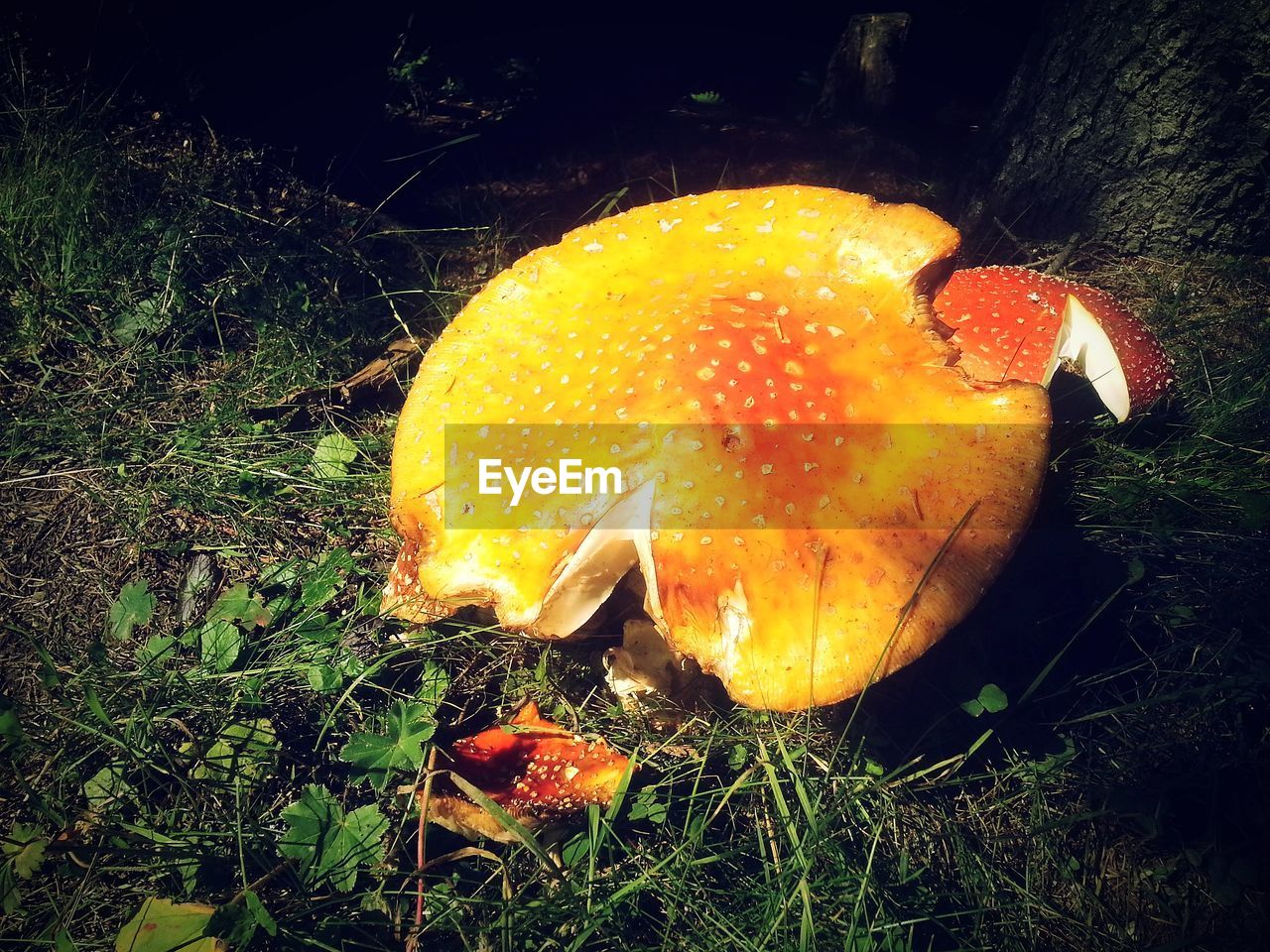 CLOSE-UP OF FLY AGARIC MUSHROOM IN GRASS