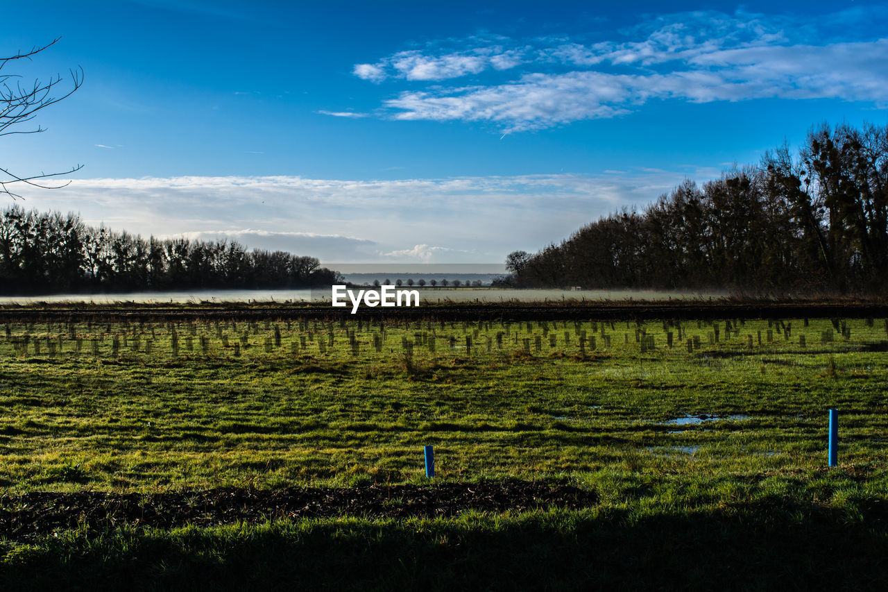 TREES ON FIELD AGAINST CLOUDY SKY