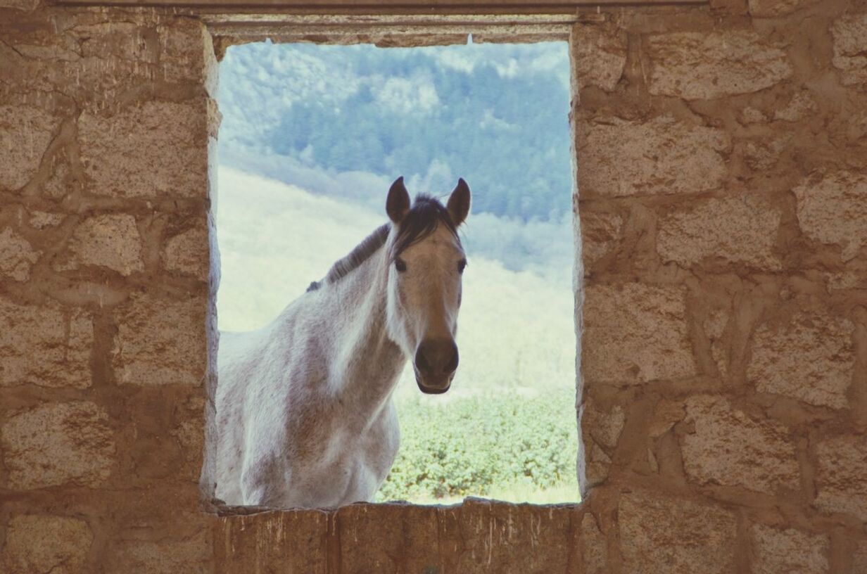 Close-up portrait of a horse