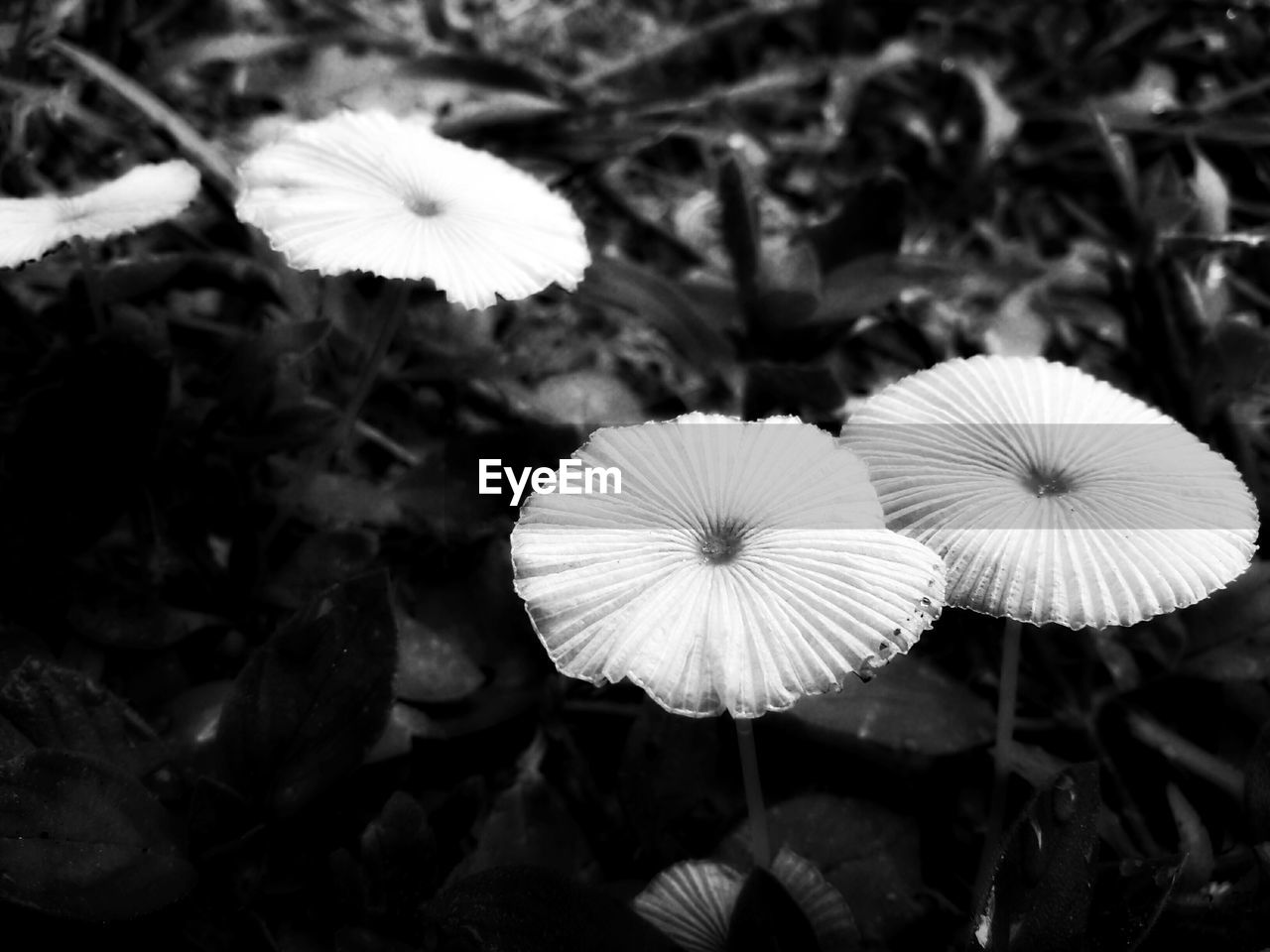 HIGH ANGLE VIEW OF FLOWERS