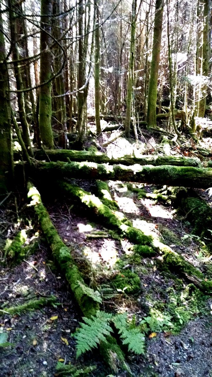 SCENIC VIEW OF TREES IN FOREST