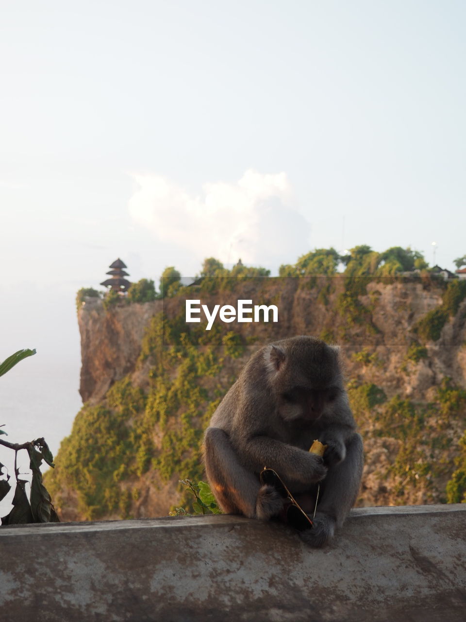 MONKEY SITTING ON STONE WALL