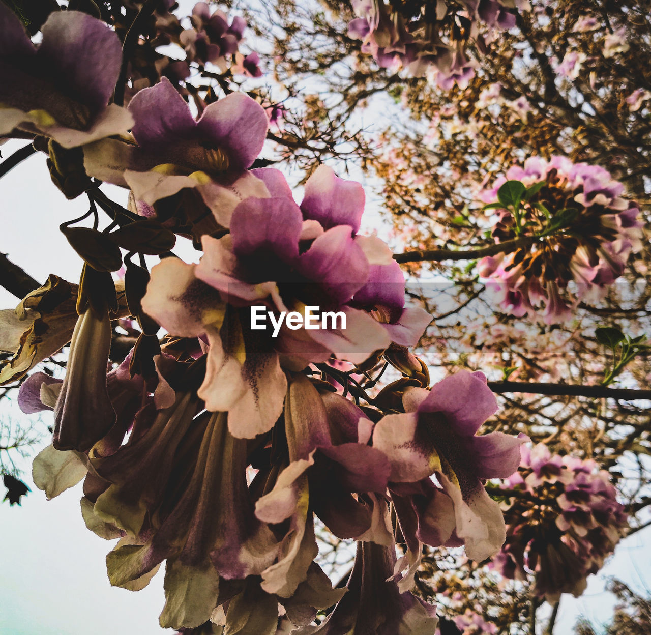 CLOSE-UP OF PINK FLOWERS BLOOMING IN TREE