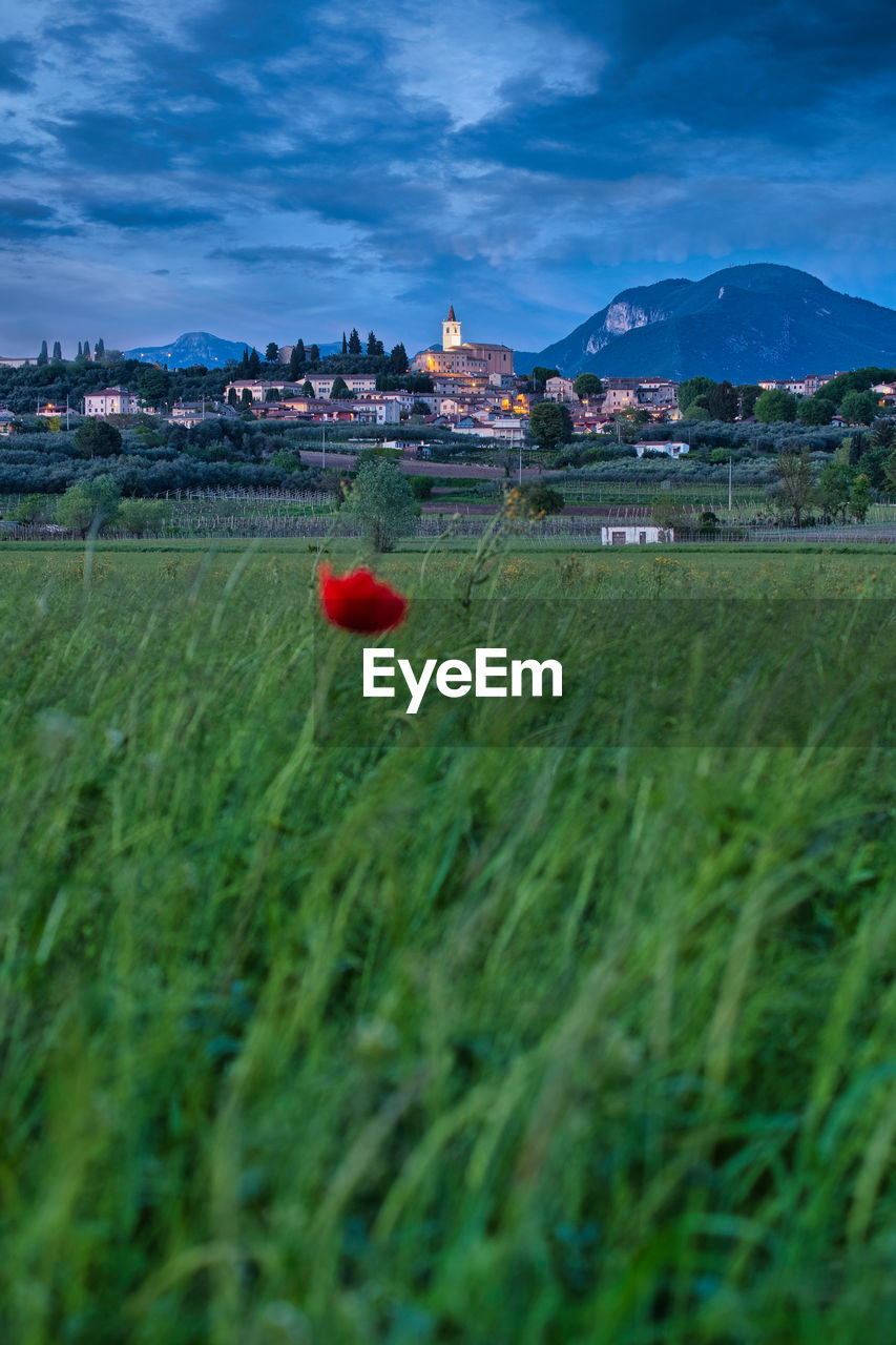 Red poppy growing on grassy field against blue sky at dusk