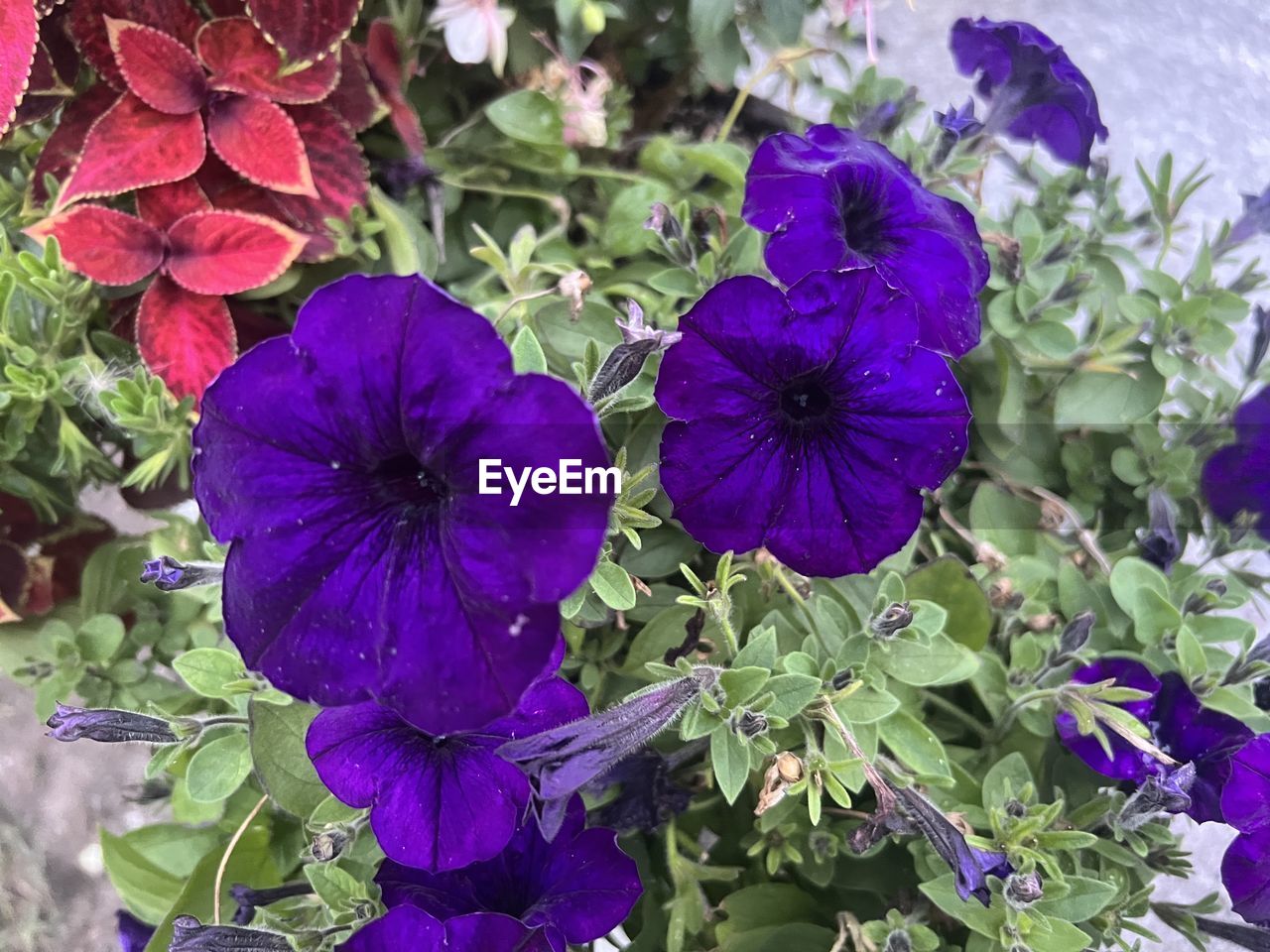 flowering plant, flower, plant, freshness, purple, beauty in nature, growth, fragility, petal, inflorescence, nature, close-up, flower head, plant part, pansy, leaf, no people, day, outdoors, high angle view, petunia, botany