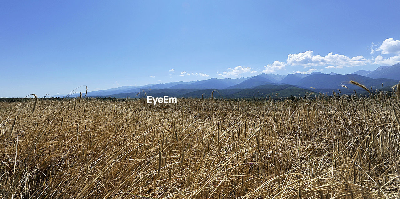 PANORAMIC VIEW OF MOUNTAIN AGAINST SKY