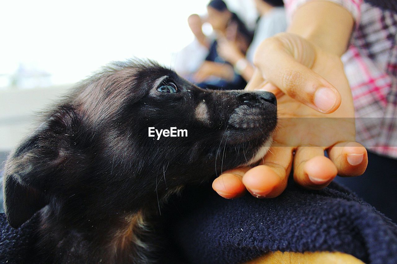 Cropped image of hand touching puppy