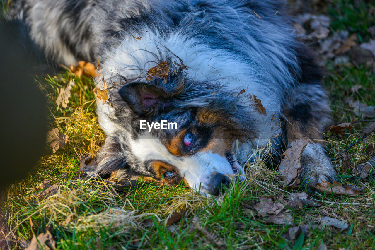 Close-up of dog on field