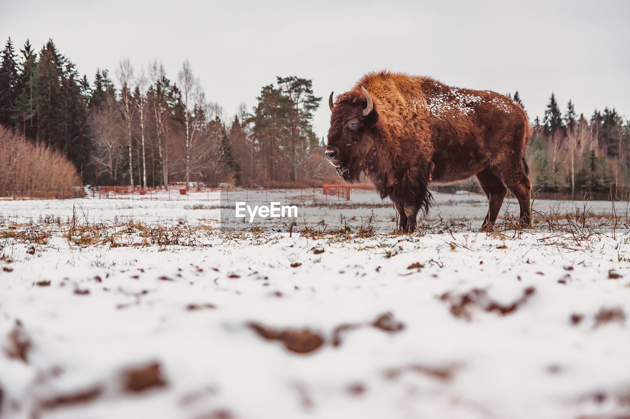 A bison stands in the distance on the field at winter with the sky on the background