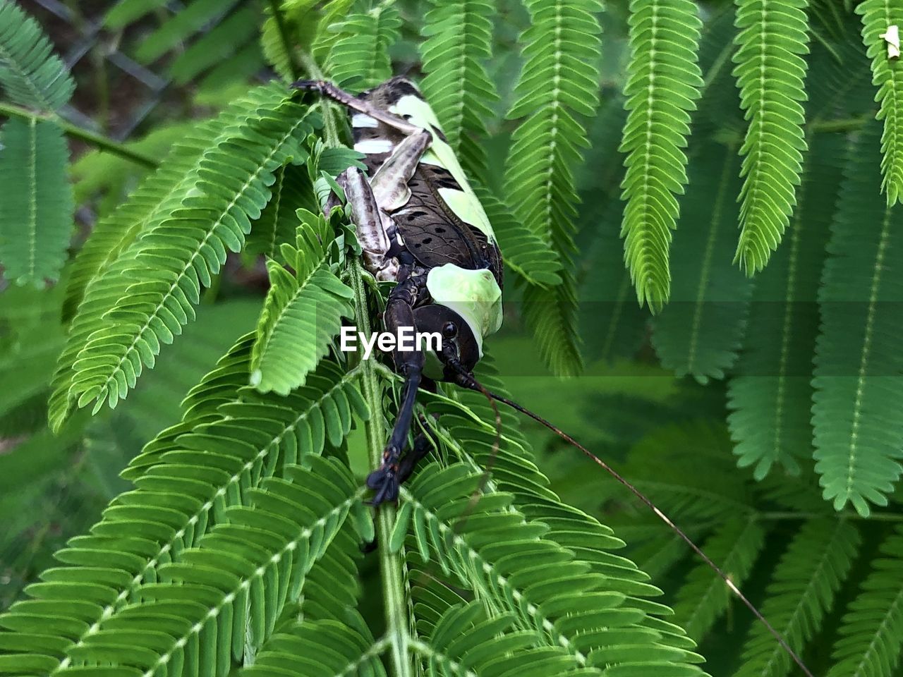green, leaf, plant part, plant, rainforest, animal themes, animal, animal wildlife, jungle, wildlife, nature, tree, one animal, no people, beauty in nature, tropics, insect, day, growth, close-up, outdoors, flower, focus on foreground, tropical climate, fern, forest, branch, ferns and horsetails
