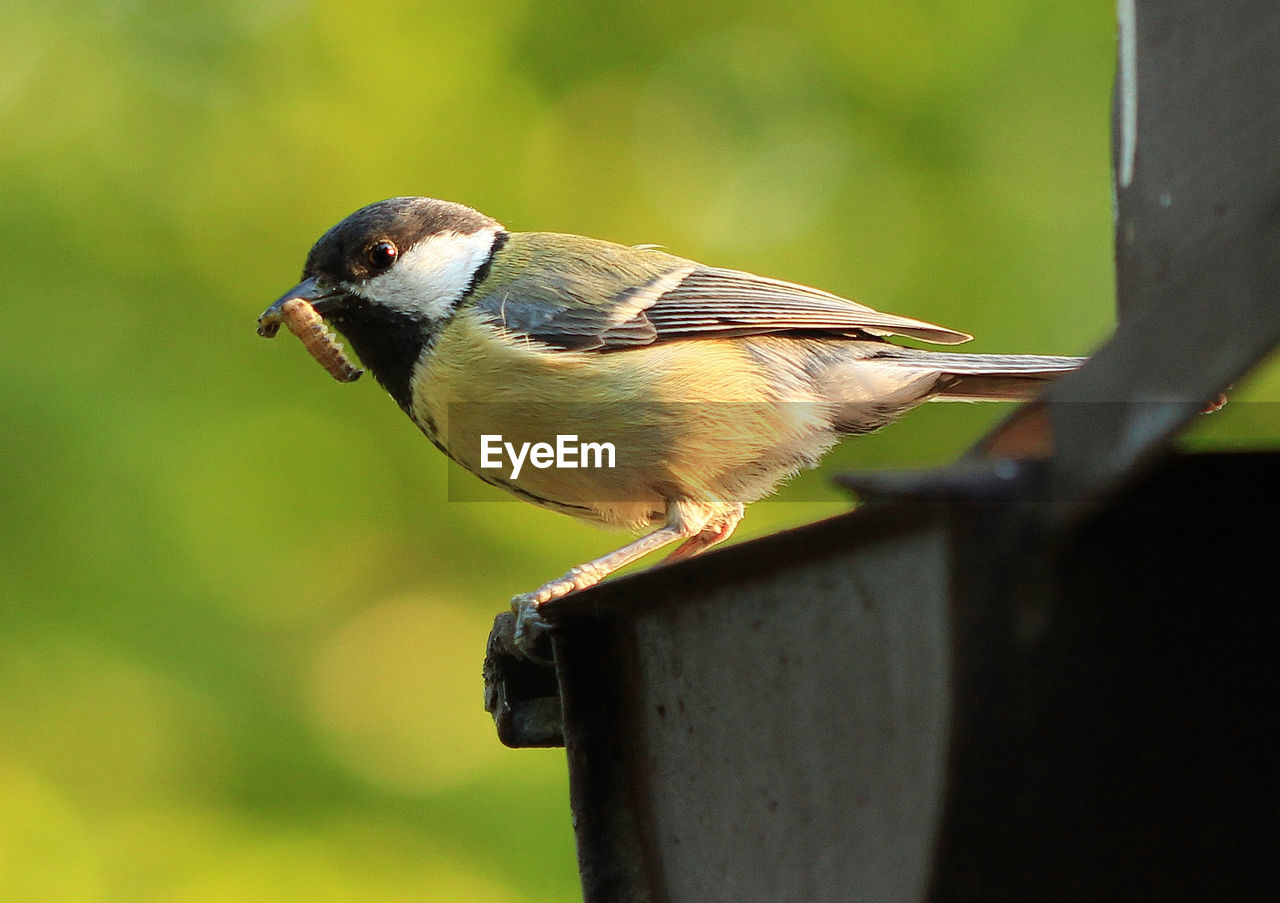 Close-up of great tit with worm in beak perching on metal