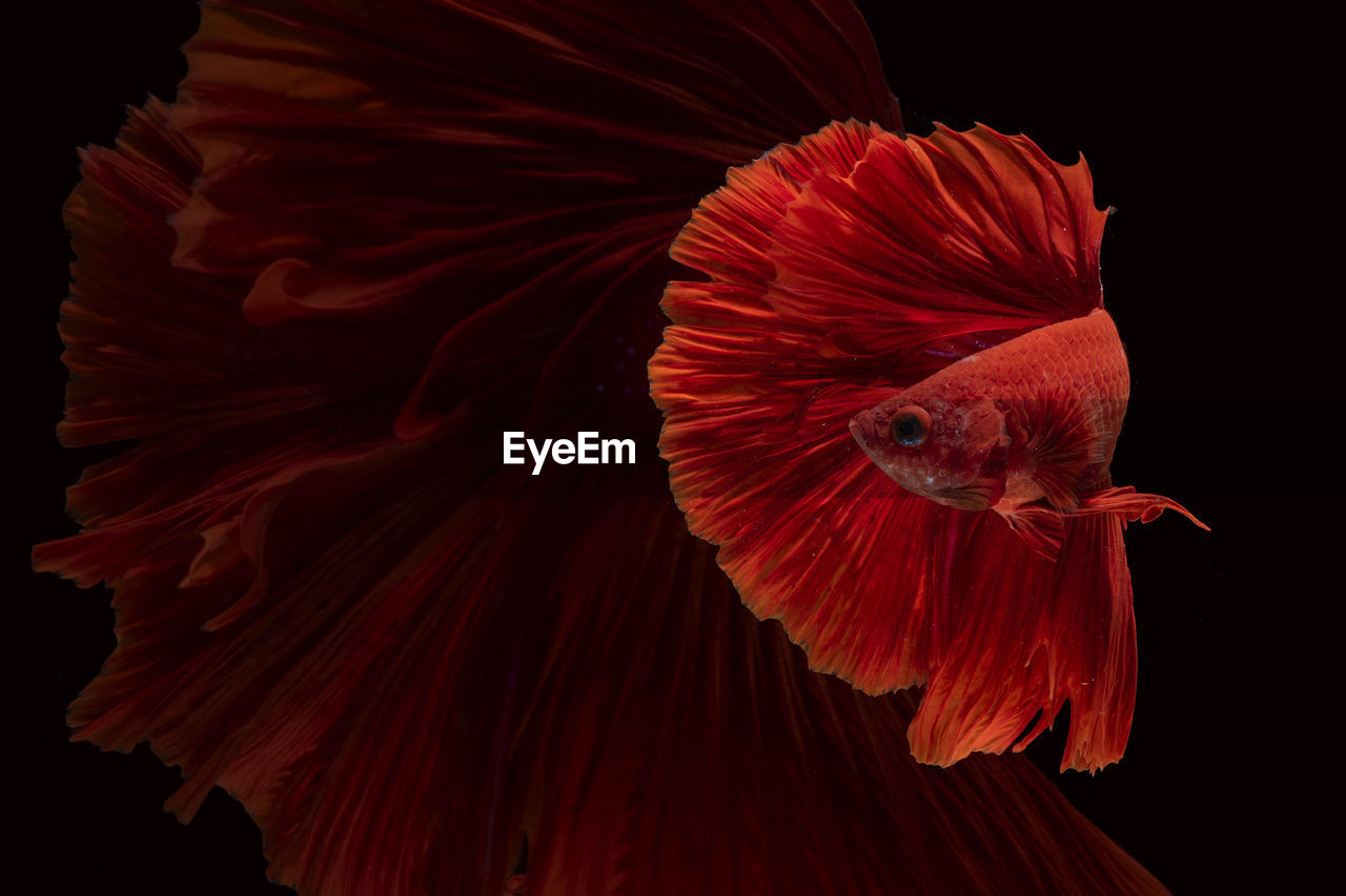 CLOSE-UP OF ORANGE FLOWER WITH FISH