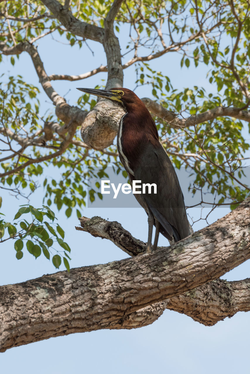 Low angle view of bird perching on tree