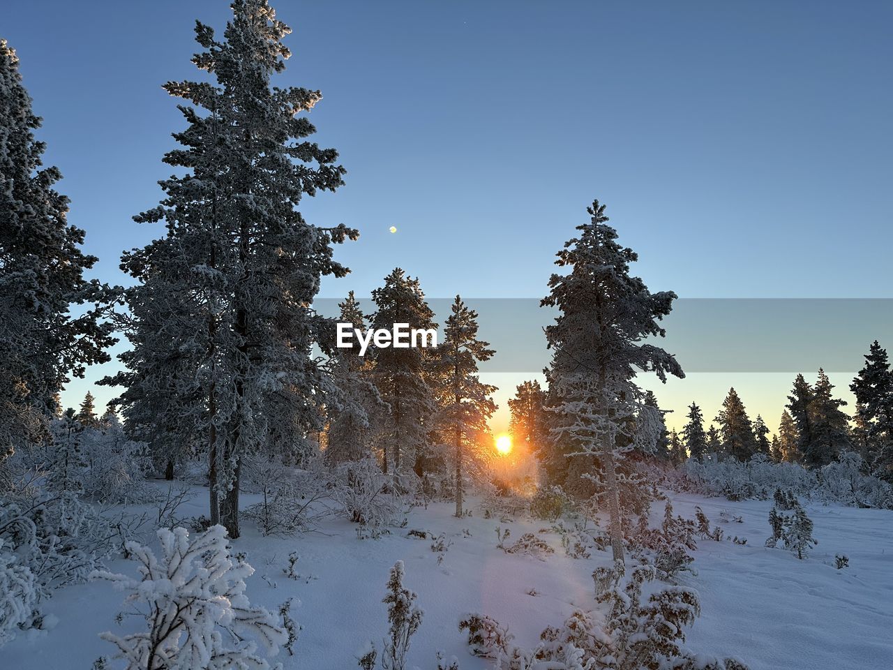 reflection, tree, water, nature, plant, sky, sunlight, morning, tranquility, beauty in nature, lake, branch, winter, no people, scenics - nature, sun, tranquil scene, outdoors, blue, snow, environment, dawn