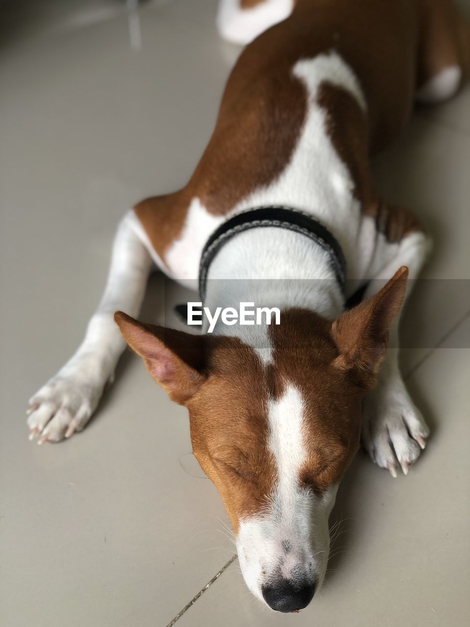 CLOSE-UP OF A DOG RESTING