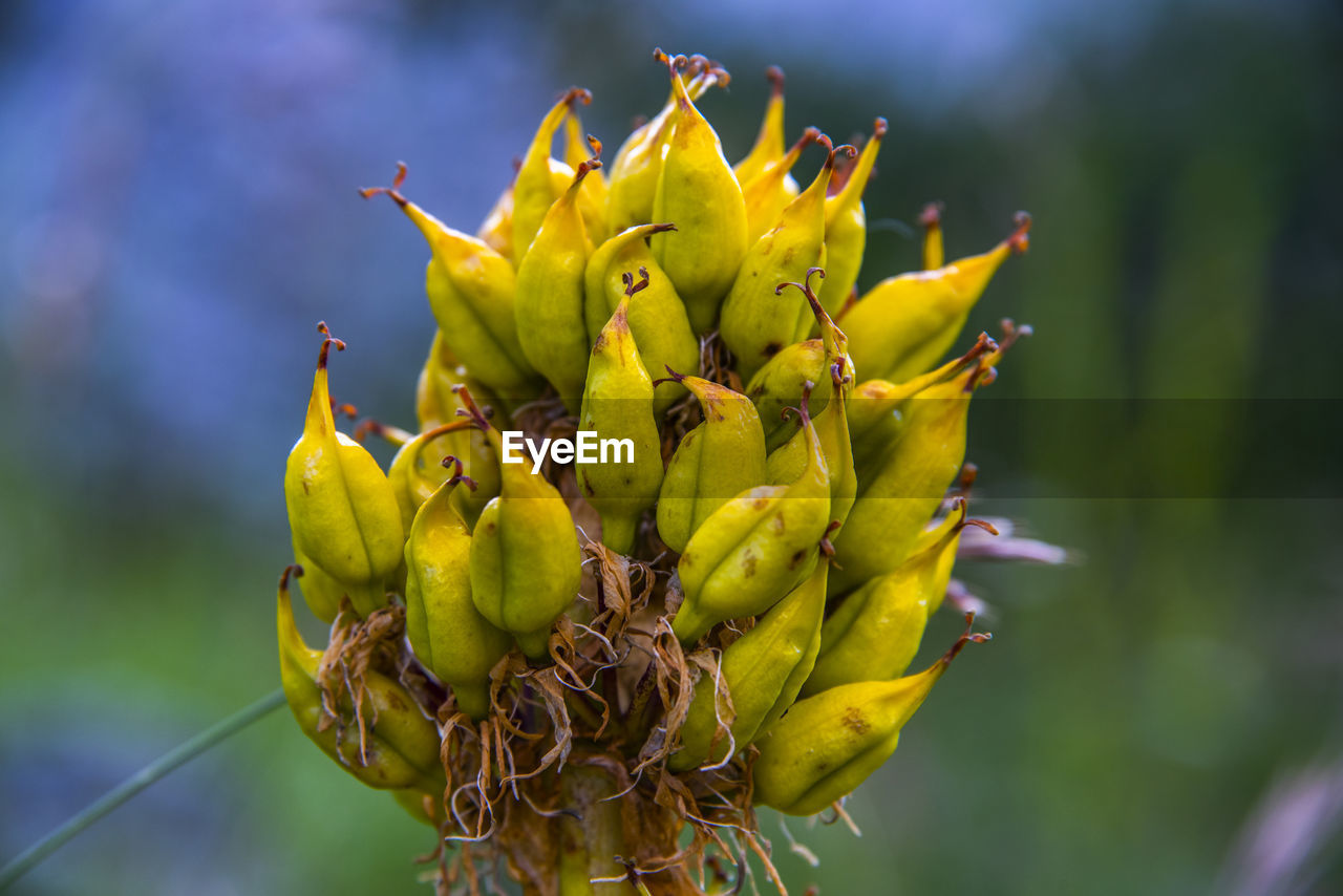 Close up of gentiana lutea on monte altissimo di nago in trento, italy