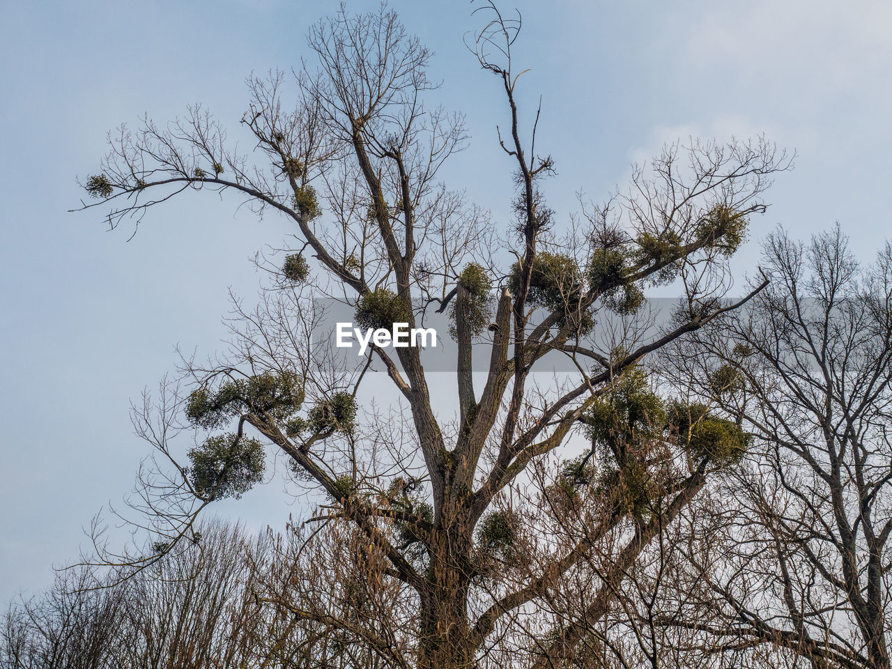 LOW ANGLE VIEW OF BARE TREES AGAINST SKY