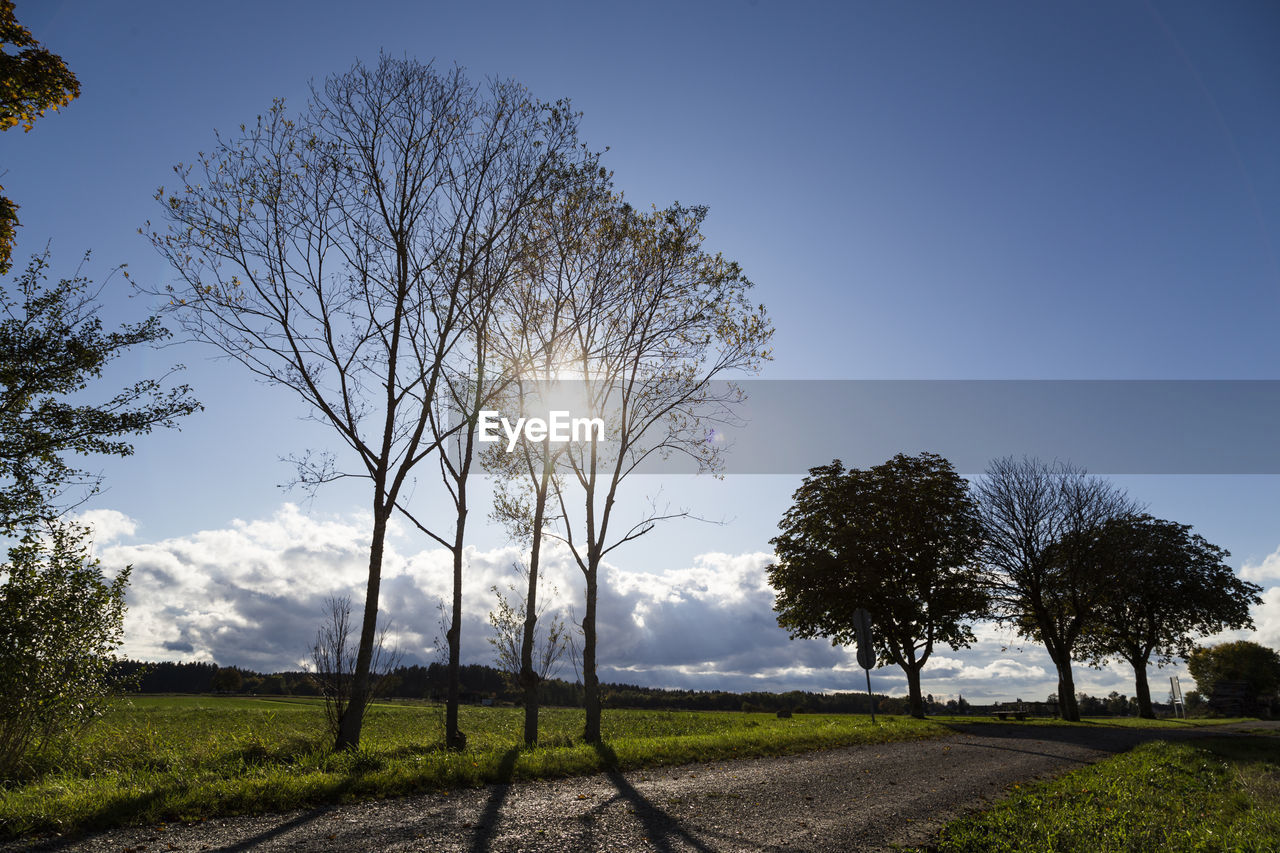 BARE TREE ON FIELD AGAINST SKY