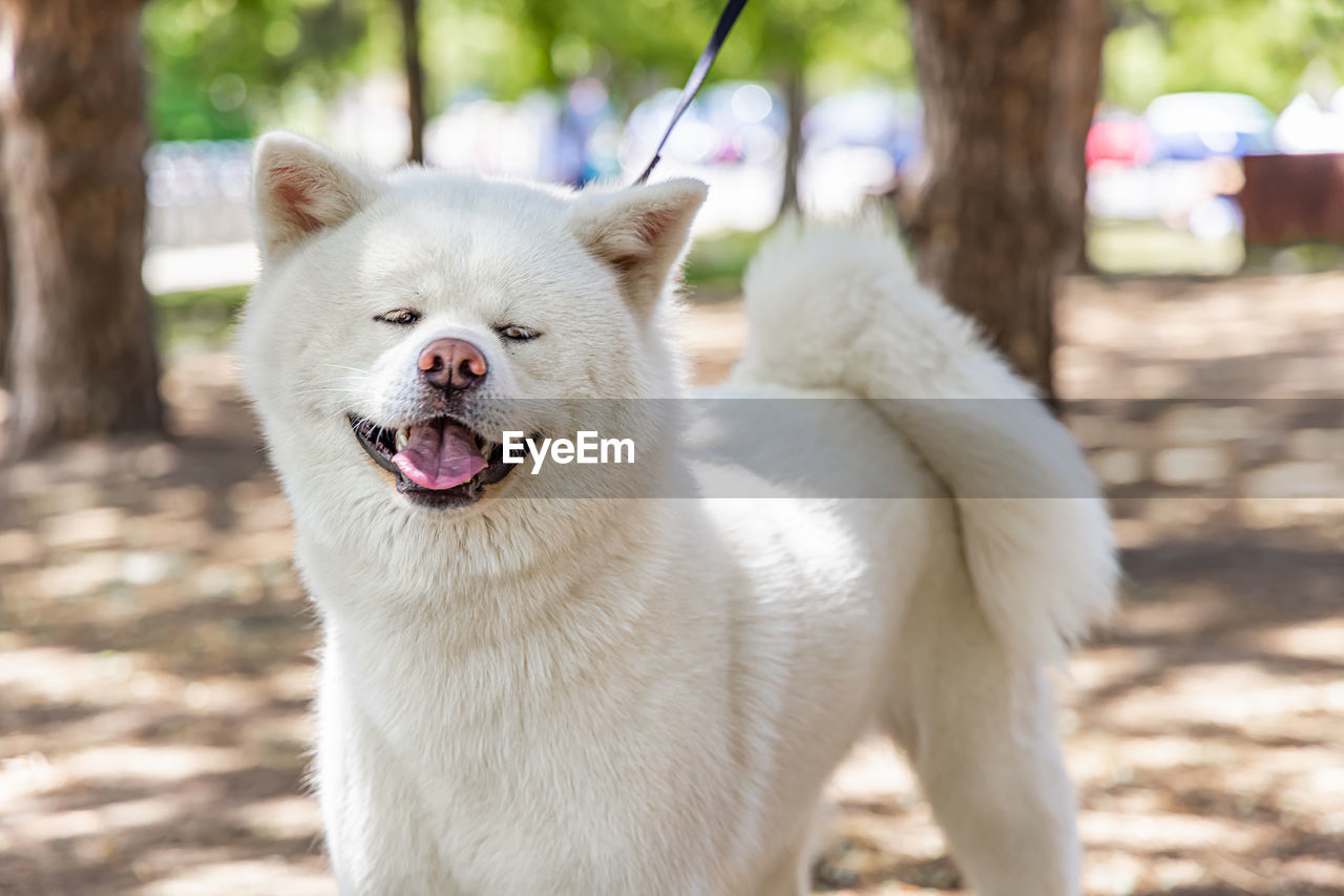 animal themes, animal, pet, mammal, one animal, dog, domestic animals, samoyed, canine, kishu, facial expression, nature, white, sunlight, mouth open, sticking out tongue, no people, focus on foreground, animal body part, day, outdoors, portrait, animal hair, japanese spitz, tree, plant, cute, hokkaido