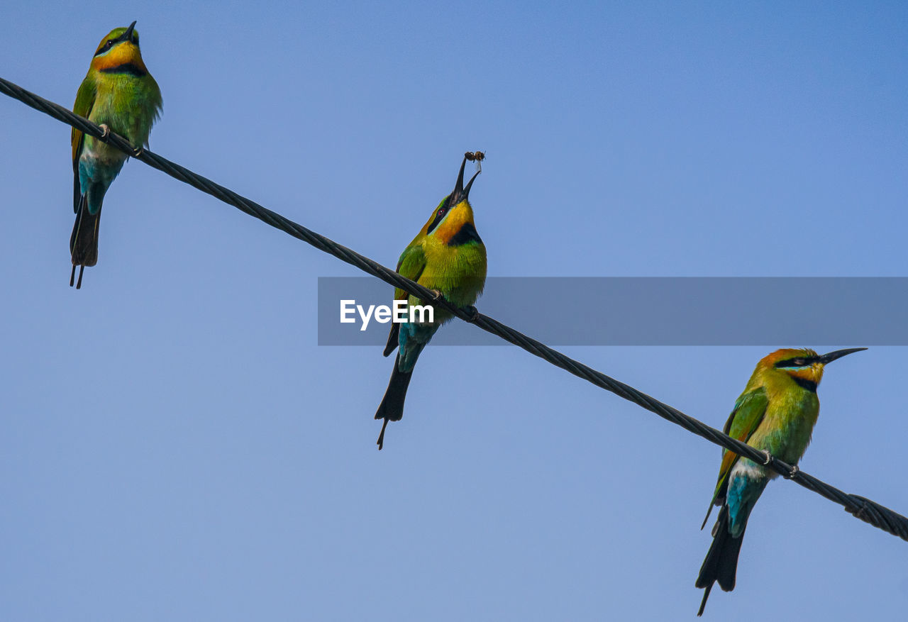 Low angle view of birds perching on cable