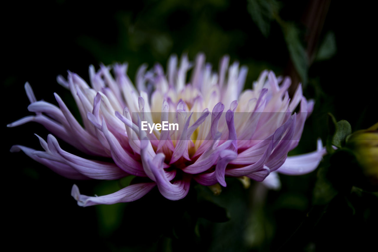 CLOSE-UP OF PURPLE ROSE FLOWER