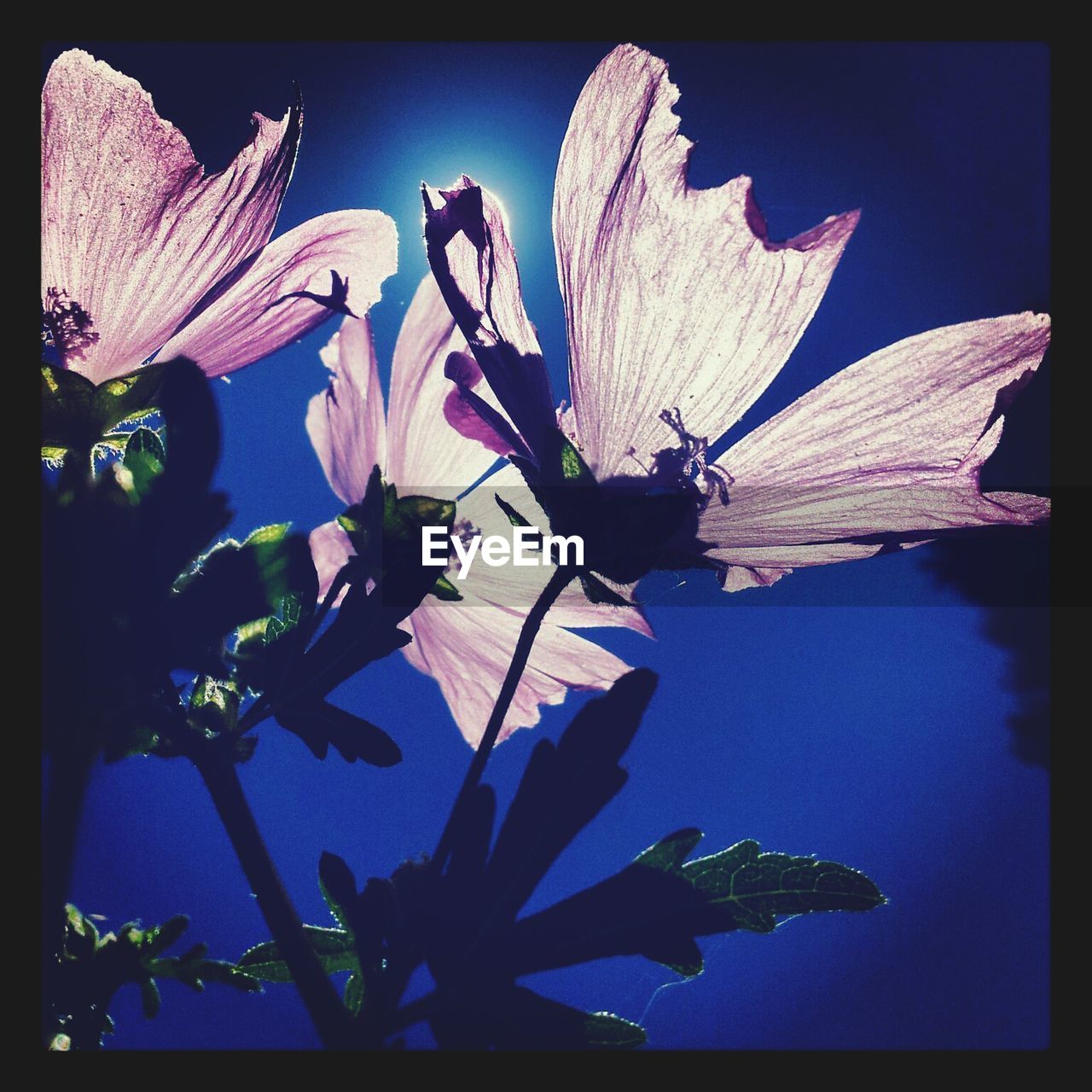 Low angle view of pink flowers blooming against clear blue sky