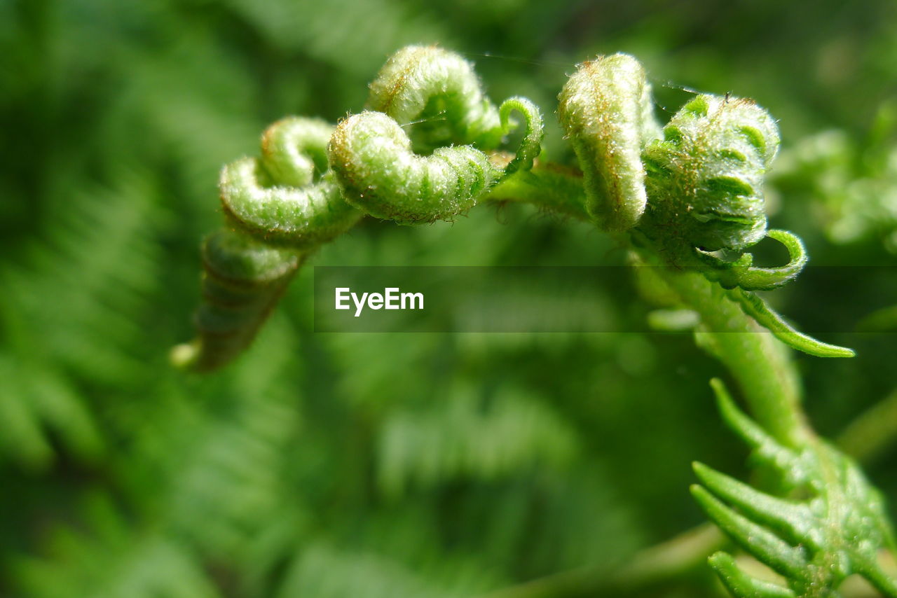 CLOSE-UP OF FERN LEAF