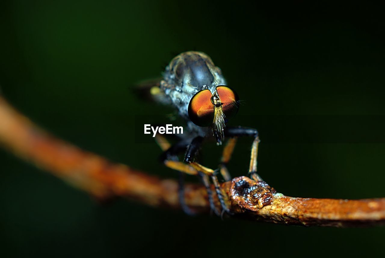 Close-up of insect