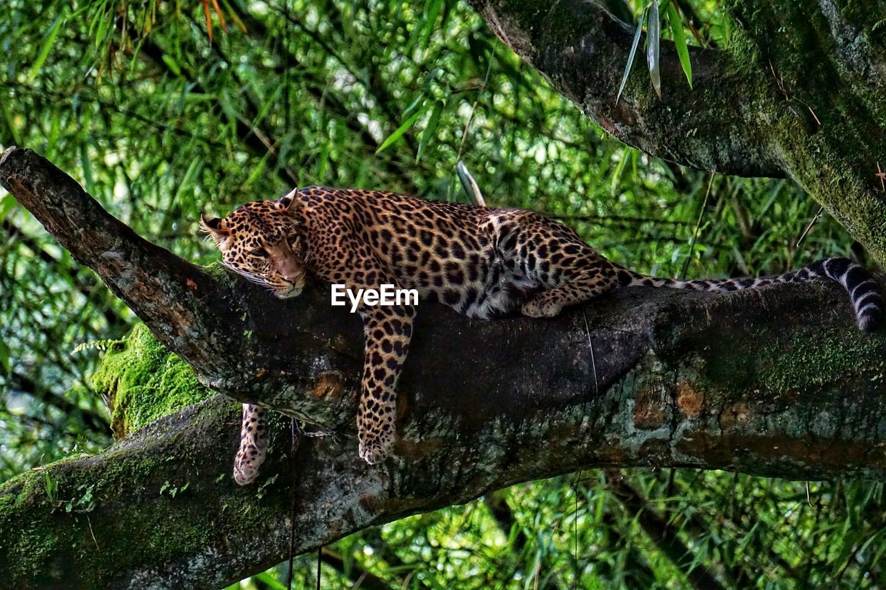 Leopard is sleeping on tree