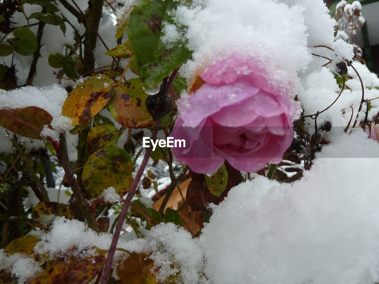 CLOSE-UP OF FROZEN ROSE ON SNOW
