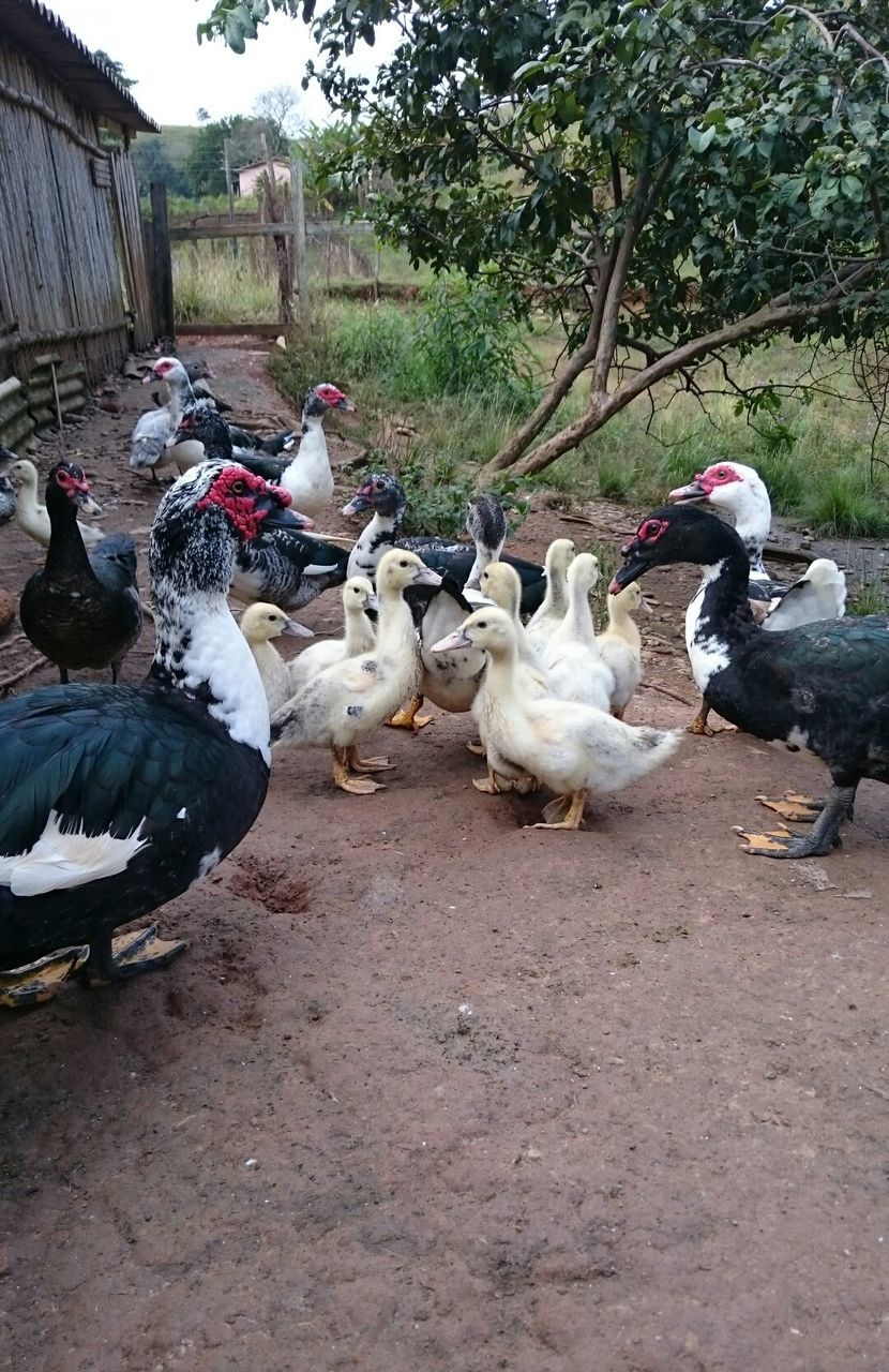 PIGEONS ON FIELD