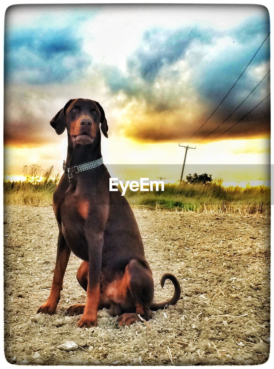 PORTRAIT OF DOG AT SUNSET