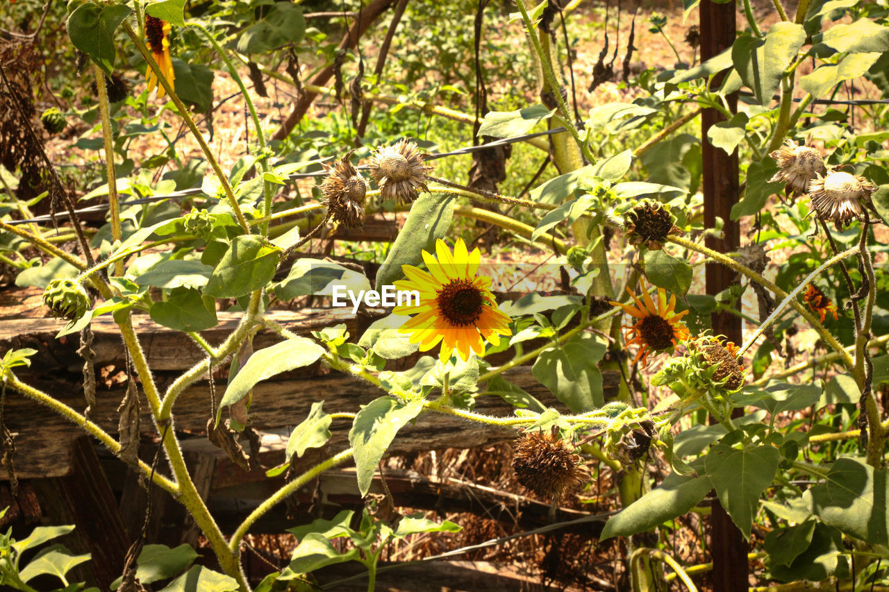 CLOSE-UP OF YELLOW FLOWERS IN GARDEN