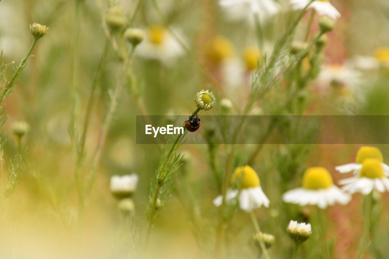 CLOSE-UP OF INSECT ON PLANT