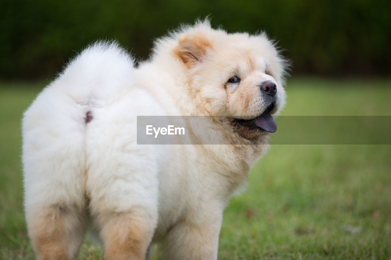 CLOSE-UP OF A WHITE DOG ON FIELD