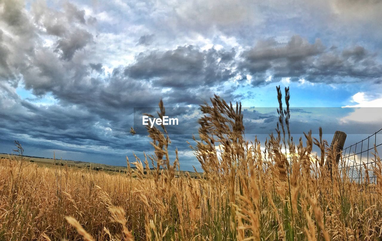 VIEW OF WHEAT FIELD AGAINST SKY