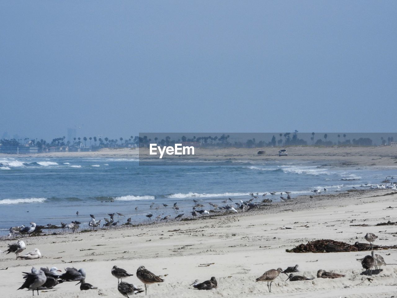 Scenic view of beach against clear sky