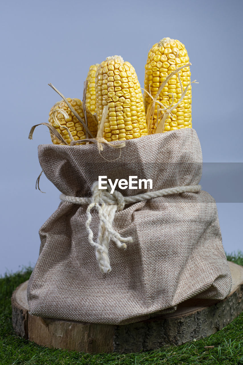 Corn after harvesting background blue sky