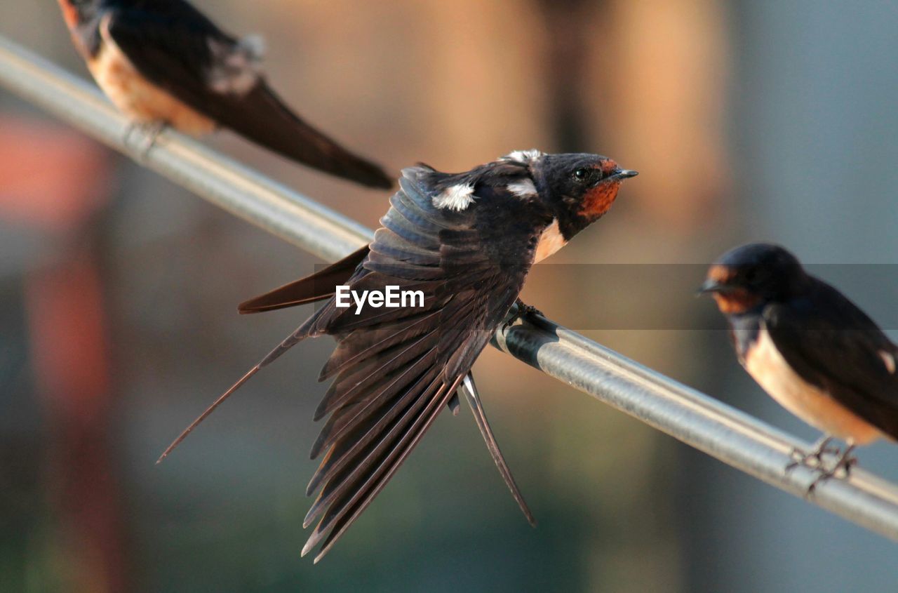 Close-up of swallows perching on railing