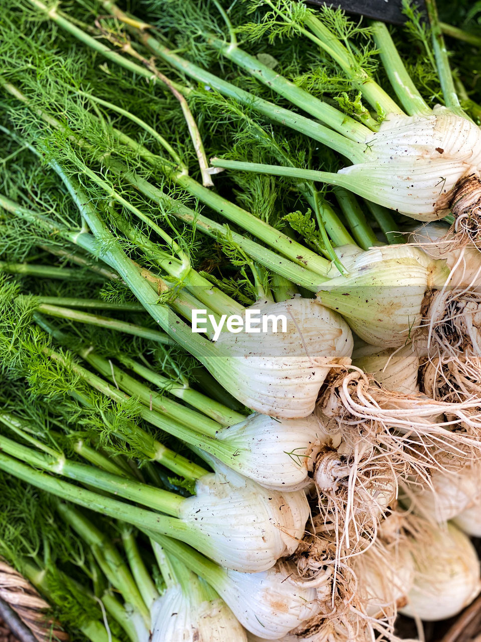 Whole fennel with roots for sale at farmers market in cape town, south africa