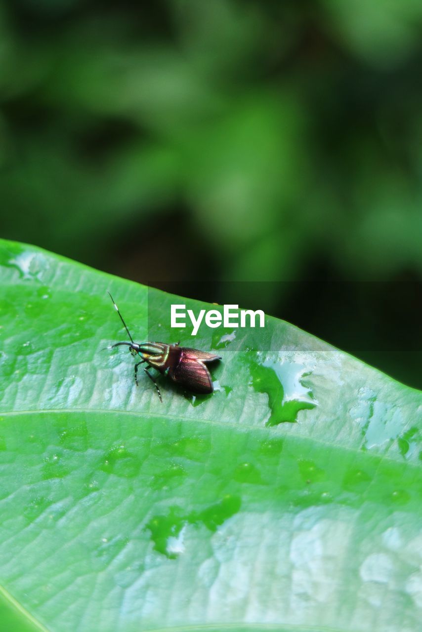 CLOSE-UP OF INSECT ON LEAF